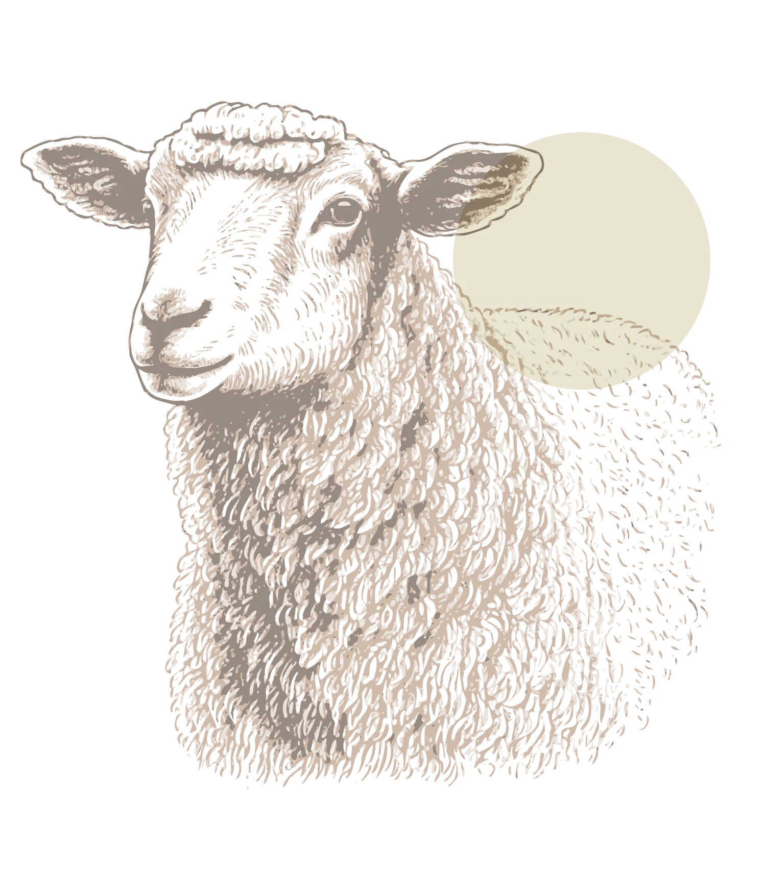 Ilustração de ovelha em traço sépia